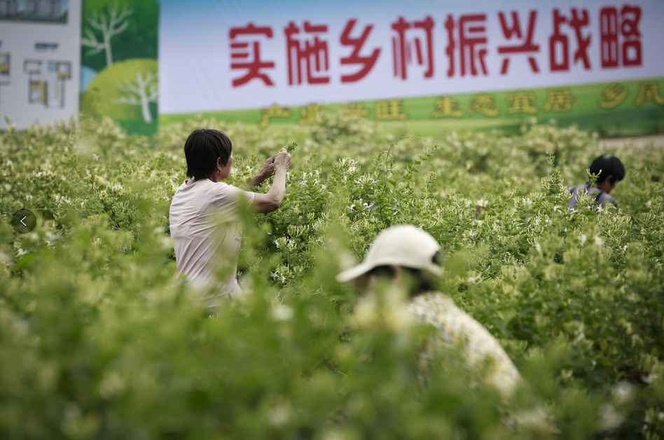 新密： 密二花开出富裕路