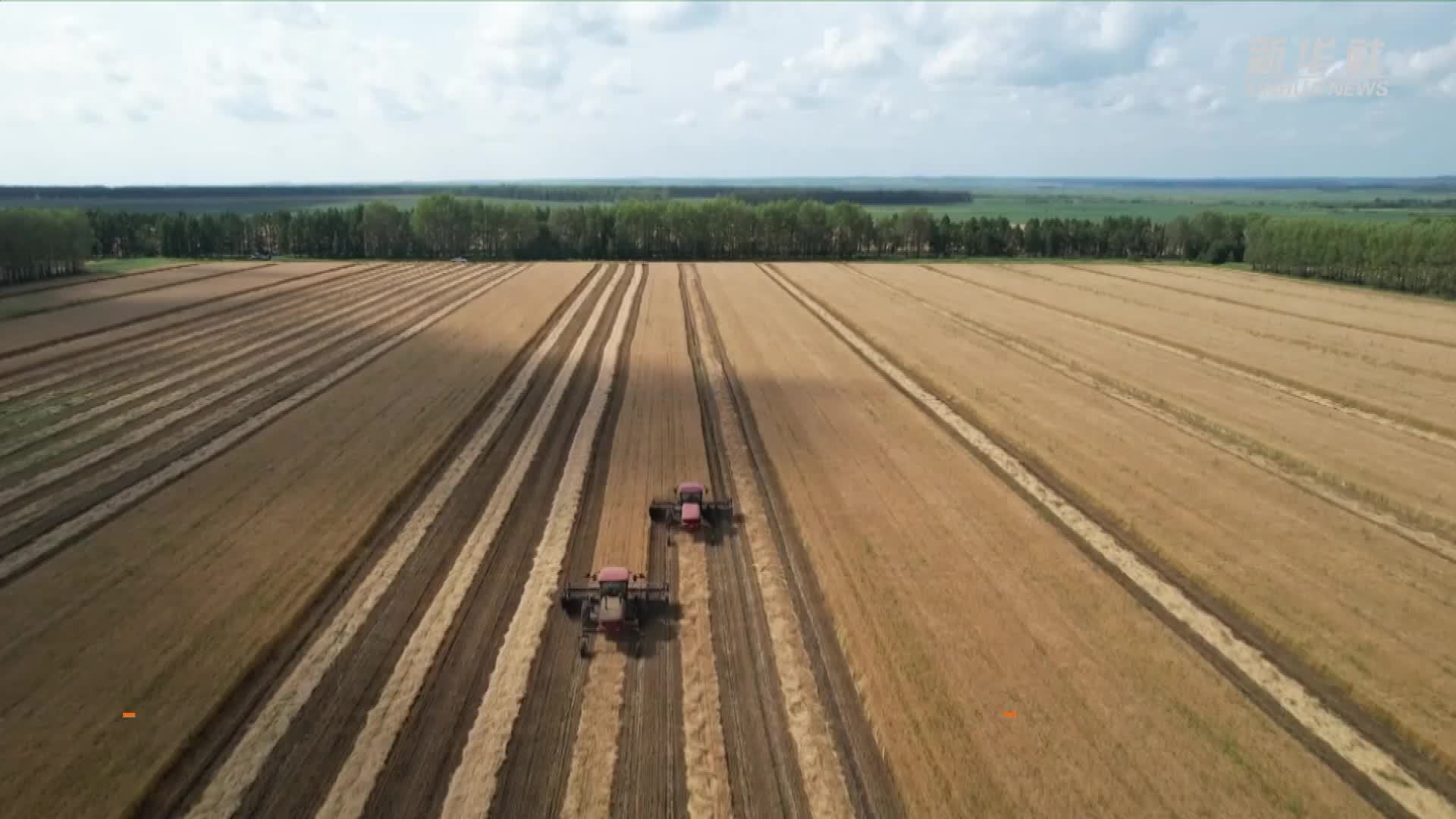 有机小麦成熟 黑土地吹响收获号角