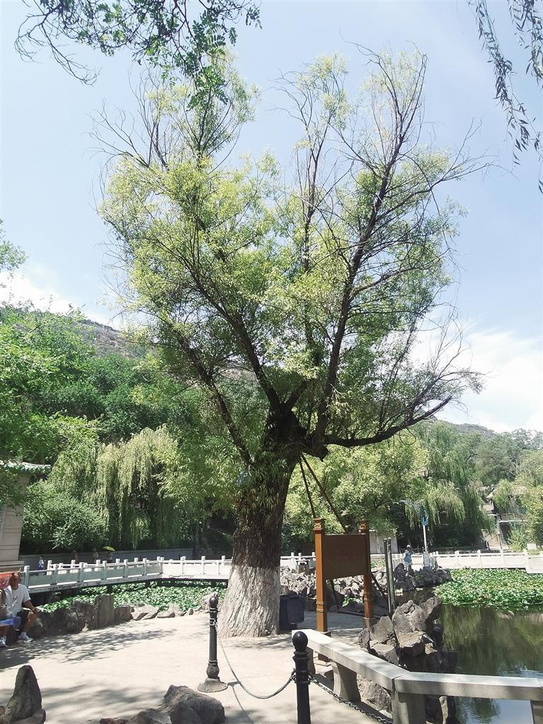 五泉山公园里的古树