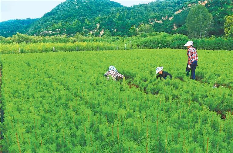 宁县盘克镇前渠村群众在苗林地务工 新甘肃·甘肃日报通讯员 李纲陵