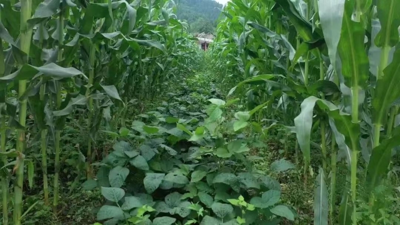 玉米套大豆十种九不漏 华亭一地两种“甜上加甜”