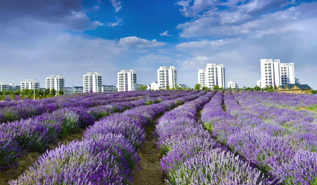 而今年的金马也依然赶上了紫金花开放的时节,使得这场赛事更加壮美瑰丽。