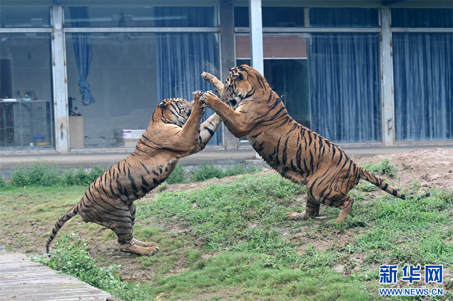 7月30日，河南省沁阳市和生森林动物乐园，两只东北虎在嬉戏打闹。