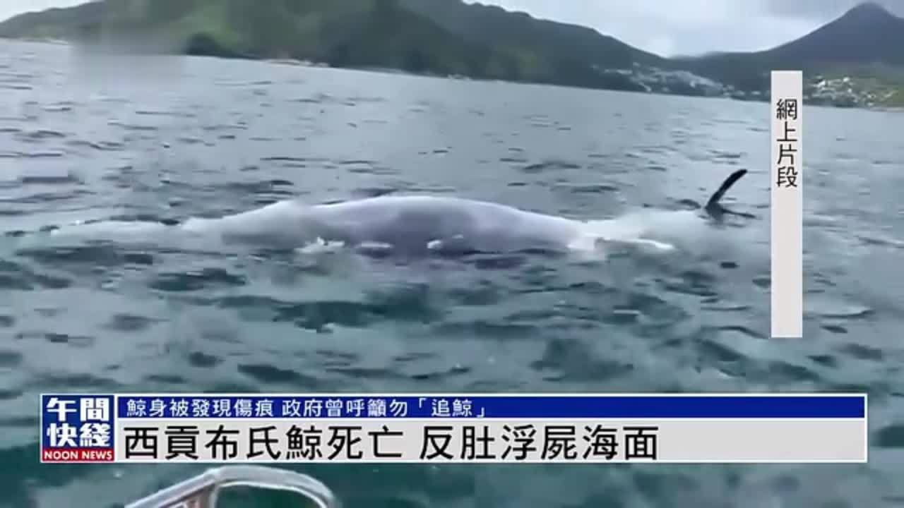 粤语报道｜香港西贡有布氏鲸死亡 肚皮向上浮尸海面