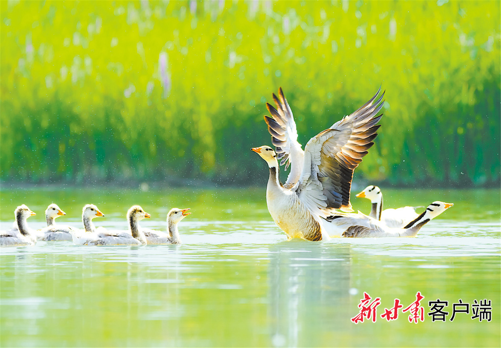 张掖市黑河流域成为候鸟栖息繁殖的乐园 马有德