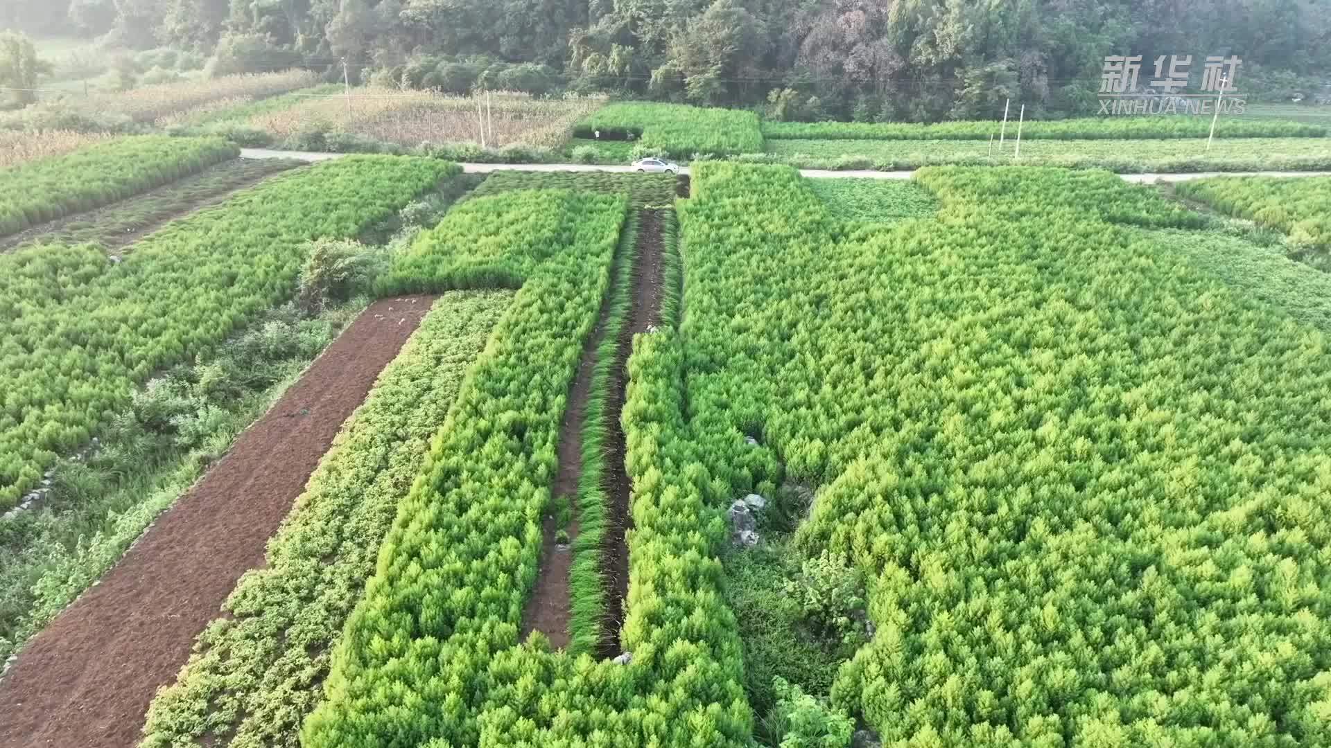 湖南道县：万亩青蒿成为“致富草”