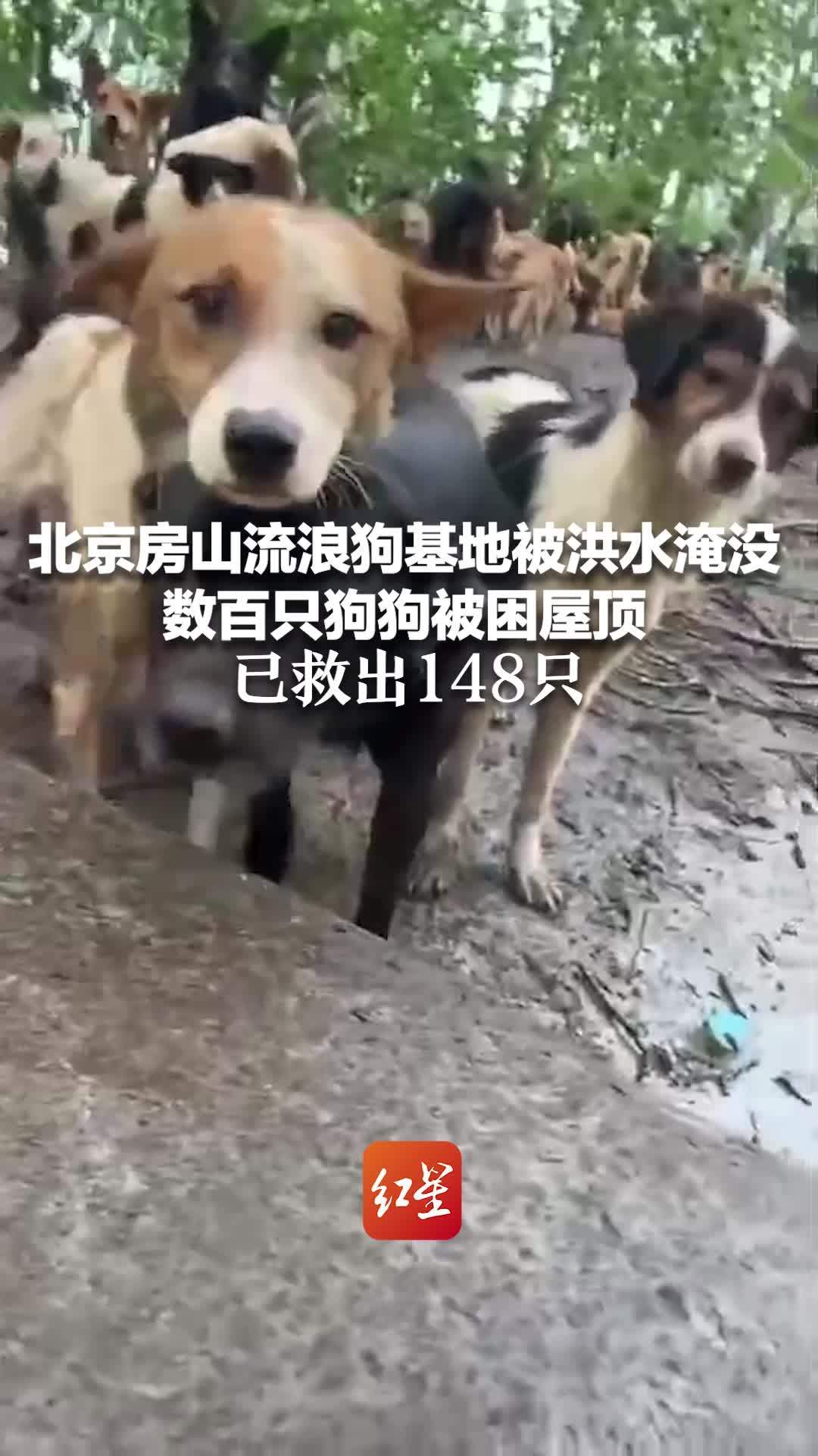 北京房山流浪狗基地被洪水淹没 数百只狗狗被困屋顶 已救出148只