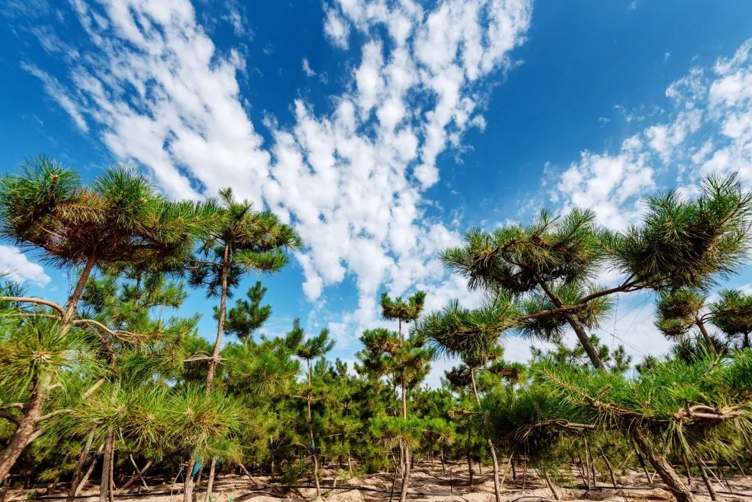 万亩常青林储备基地