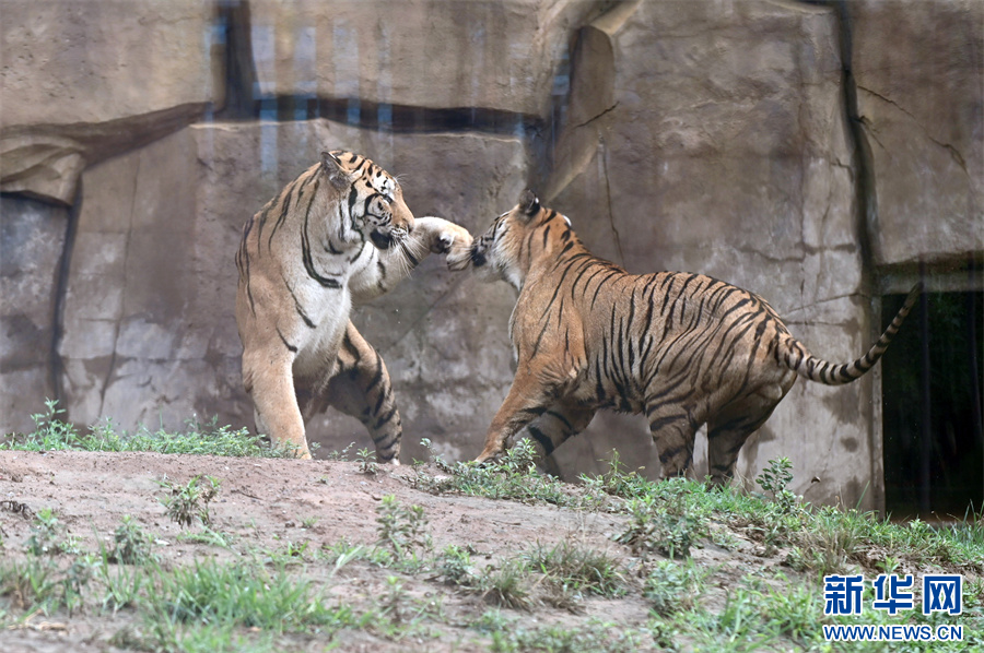 7月30日，河南省沁阳市和生森林动物乐园，两只东北虎在嬉戏。