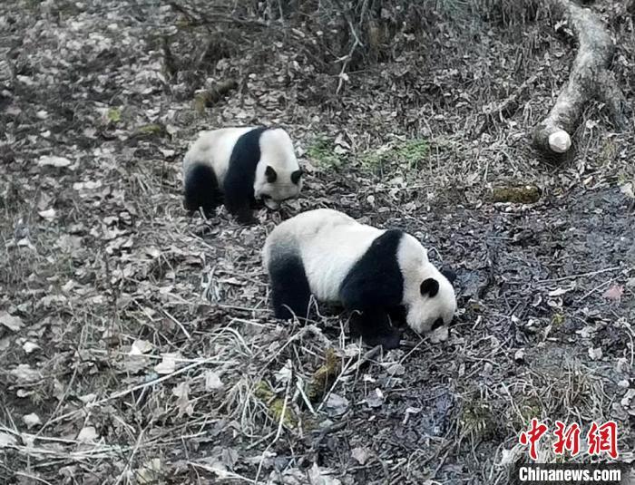 图为野生大熊猫“抢镜”(资料图)甘肃白水江国家级自然保护区供图