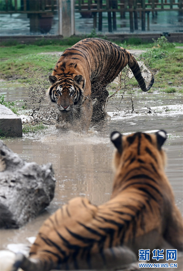 7月30日，河南省沁阳市和生森林动物乐园，“两虎相斗”场景。