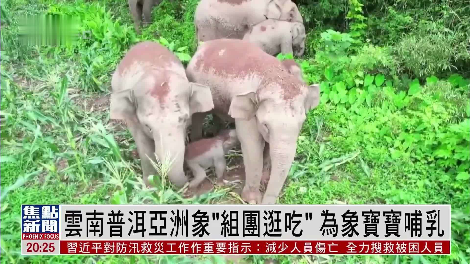 云南普洱亚洲象“组团逛吃”为象宝宝哺乳_凤凰网视频_凤凰网