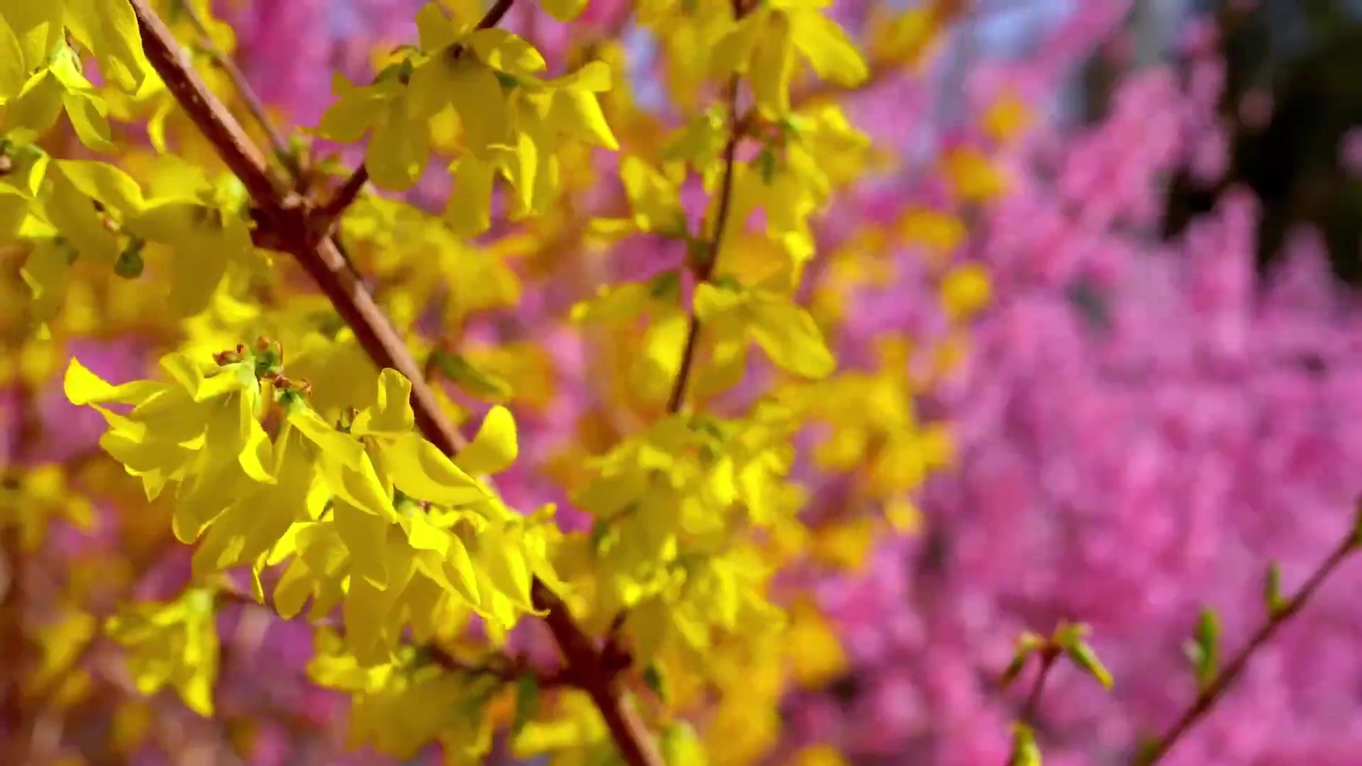 花开敦煌