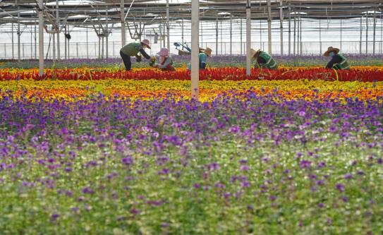 花卉苗木基地