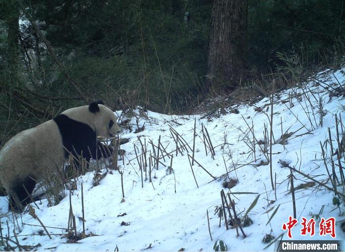 图为红外相机拍摄到的野生大熊猫(资料图)甘肃白水江国家级自然保护区供图