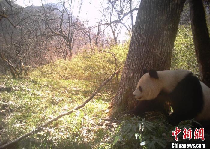 图为甘肃白水江国家级自然保护区野生大熊猫“抢镜”(资料图)甘肃白水江国家级自然保护区供图