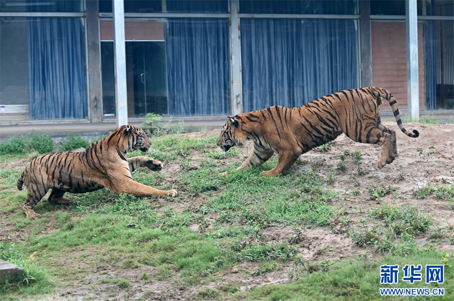 7月30日，河南省沁阳市和生森林动物乐园，两只东北虎在“对峙”。