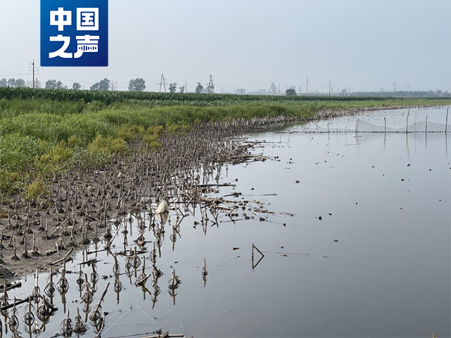 △严重积水区域已形成大面积水塘(中国之声记者江晓晨 摄)