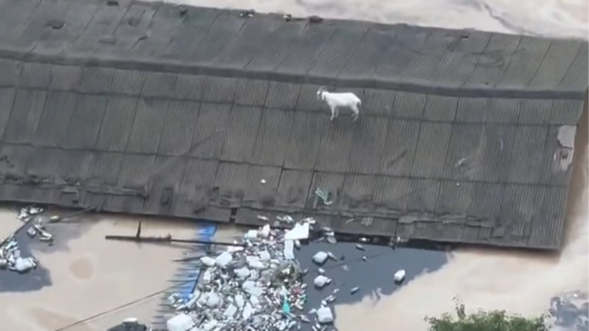 强降雨致哈尔滨部分地区水淹房顶，勇猛猪下水游泳自救，羊和狗被群众救上岸