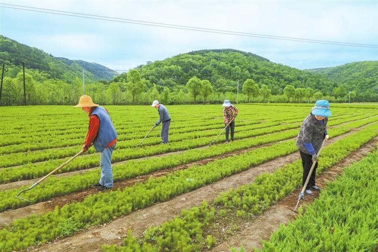 子午岭大凤川林场工人在为油松幼苗除草 新甘肃·甘肃日报通讯员 俄少飞