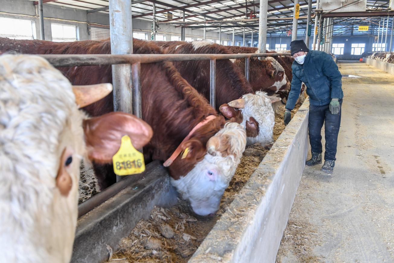 吉林省长春市九台区肉牛养殖。图片来源：新华社发