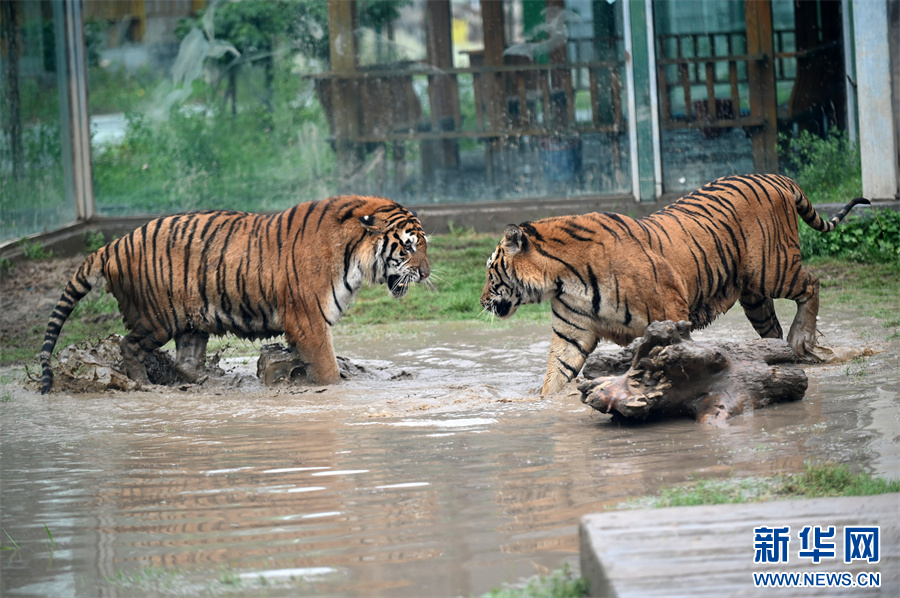 7月30日，河南省沁阳市和生森林动物乐园，两只东北虎在“对峙”。