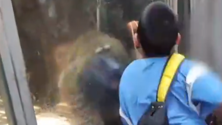 男孩在重庆动物园内撞击玻璃挑衅狒狒，律师：不文明行为应受谴责