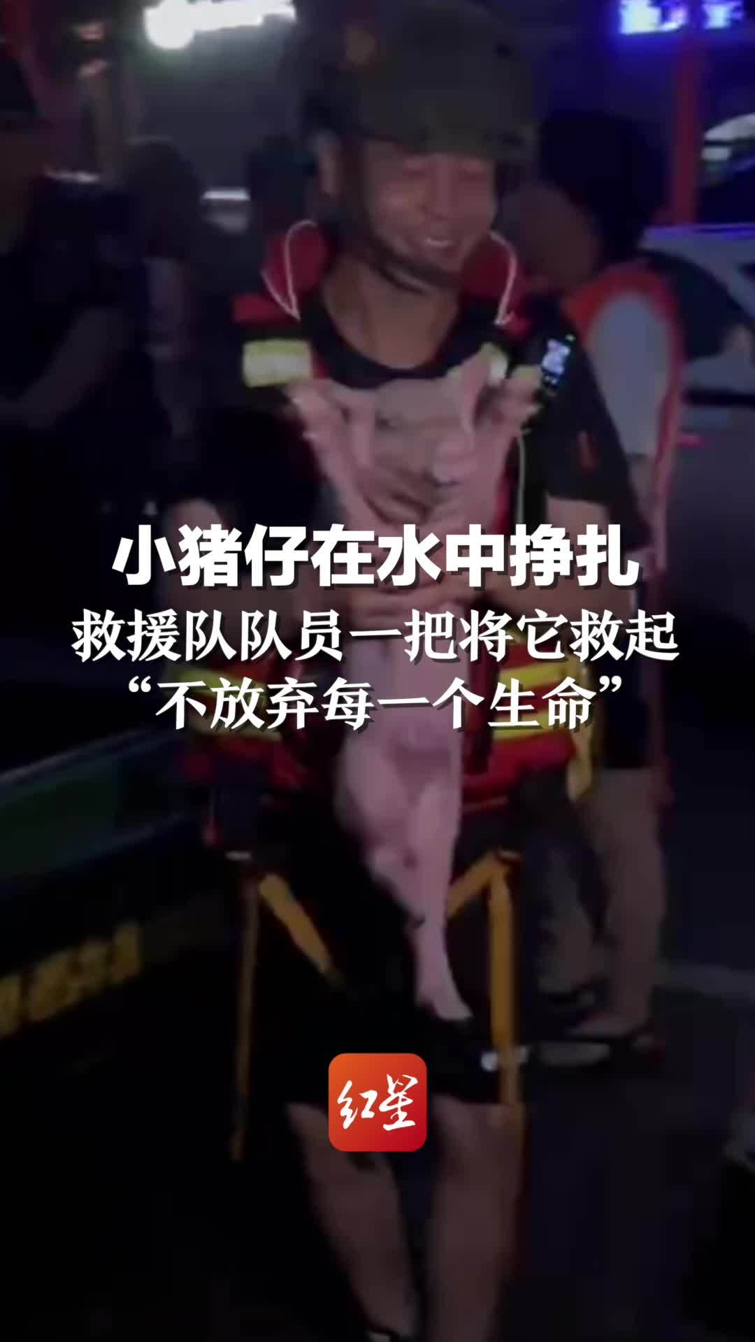 小猪仔在水中挣扎，救援队队员一把将它救起。“不放弃每一个生命”