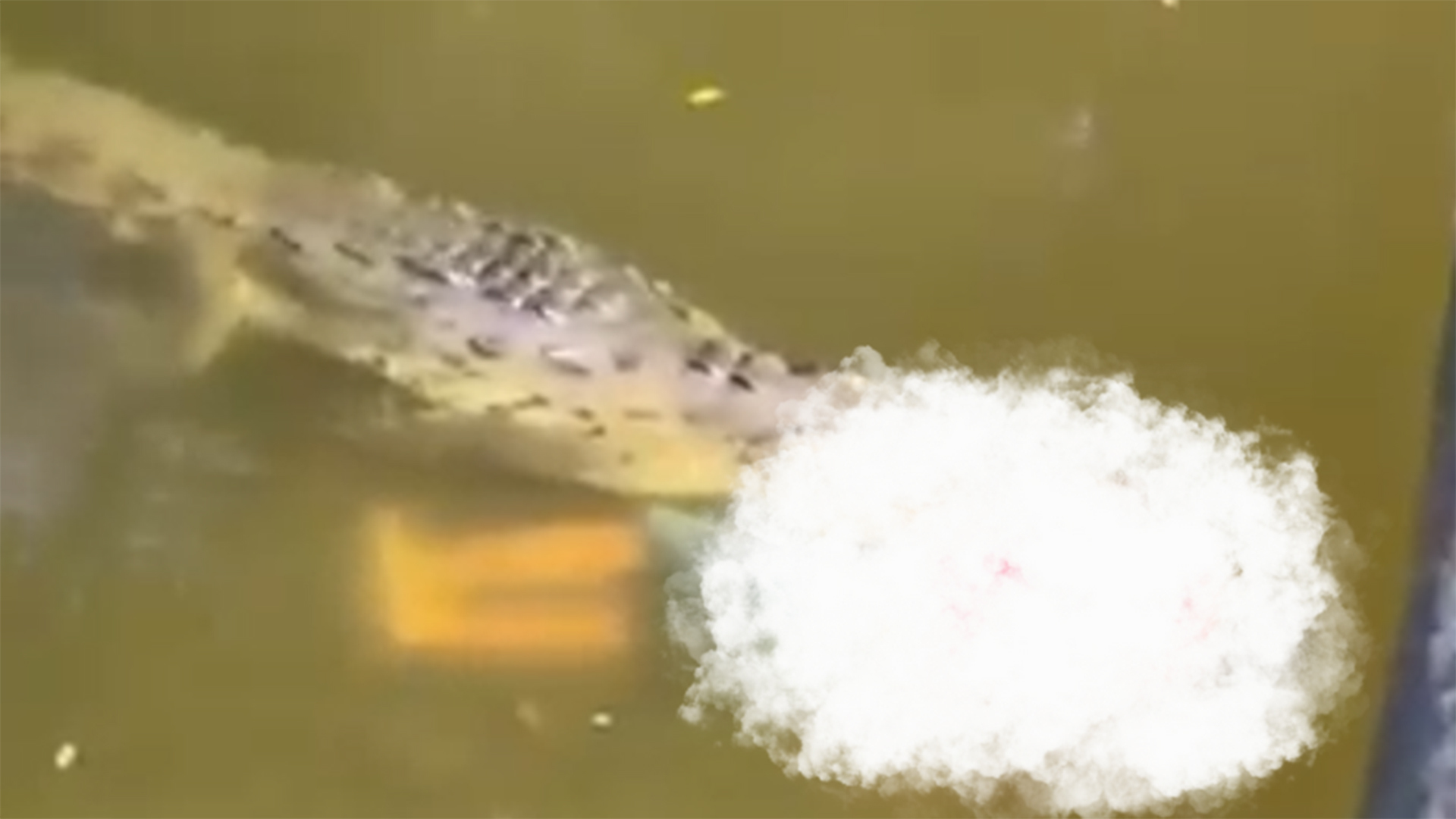 哥斯达黎加29岁足球运动员在河里游泳时被鳄鱼咬死，当地居民击毙鳄鱼捞回尸体