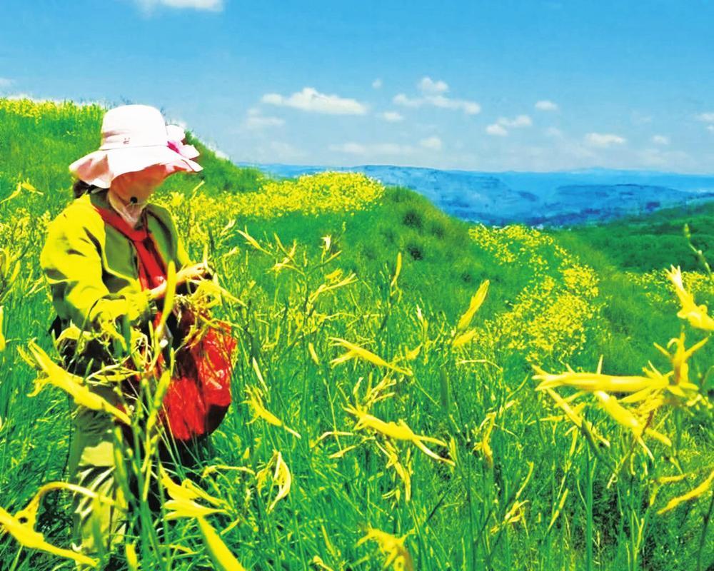 又是一年黄花艳，千家万户采摘忙。时下，走进华亭市山寨乡西街村黄花菜种植基地，一个个村民提笼挎篮，在增收致富的“花海”里喜笑颜开，只见他们一掐一折，就将一朵朵黄花“收入囊中”，田野里处处呈现出一片繁忙的景象。杨丽珍 摄