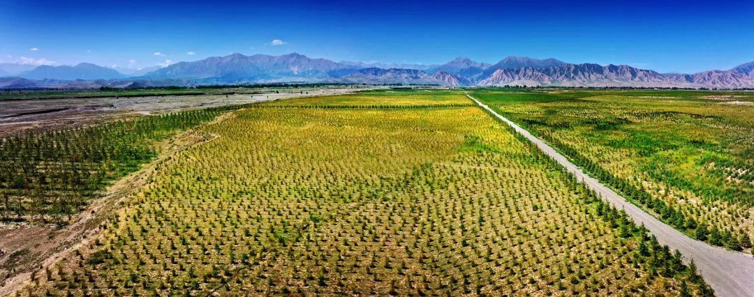 安阳乡高原生态苗木储备基地