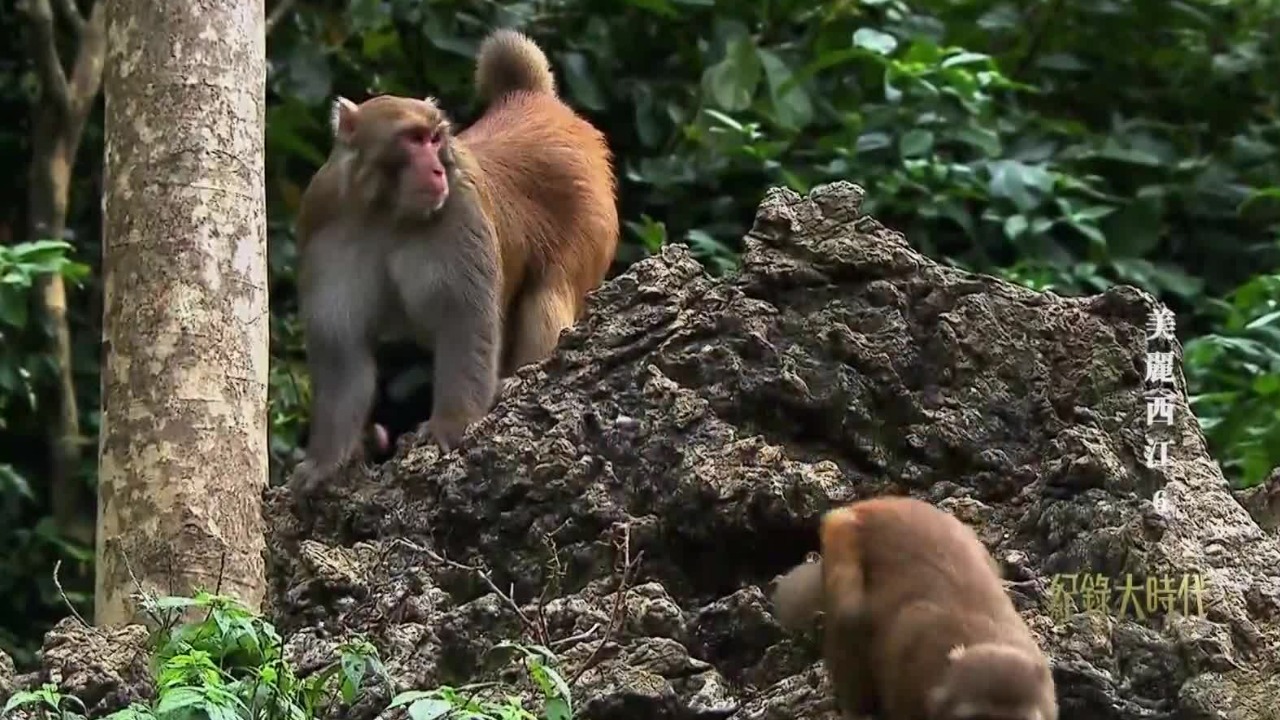 龙虎山，中国四大野生猕猴群栖息地，交配季节也是猴王宝座争夺的多事之秋