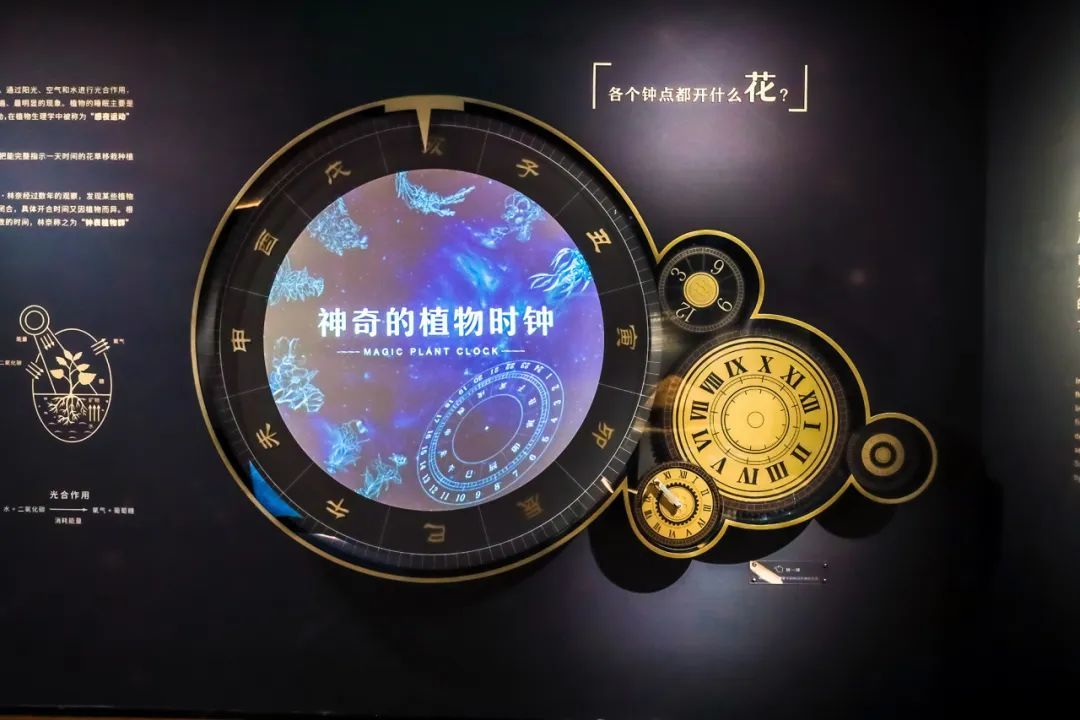 转动摇柄,你可以看到不同花朵的开放时间