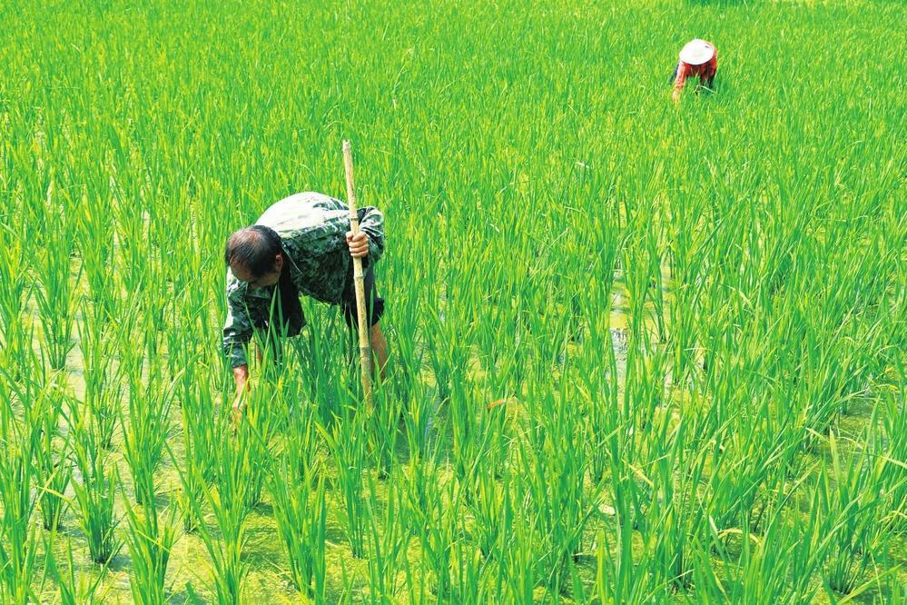 7月30日，在康县阳坝镇前山村垭上坪农民专业合作社种植的120亩稻田里，村民正进行拔草、杀虫、施肥等田间管护工作。目前，垭上坪农民种植专业合作社实现了“春赏油菜花，夏享菜籽油，秋尝生态米”，走出了一条产业强、生态美、百姓富的产业致富新路子。黄培军 摄