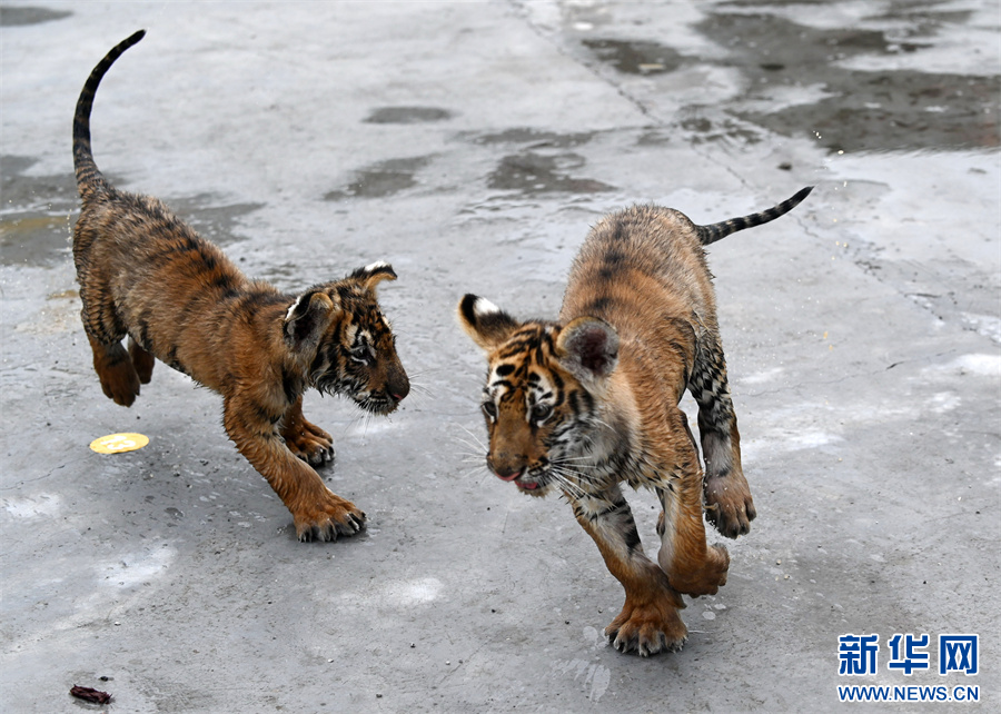 7月30日，河南省沁阳市和生森林动物乐园，两只东北虎幼崽在追逐嬉戏。