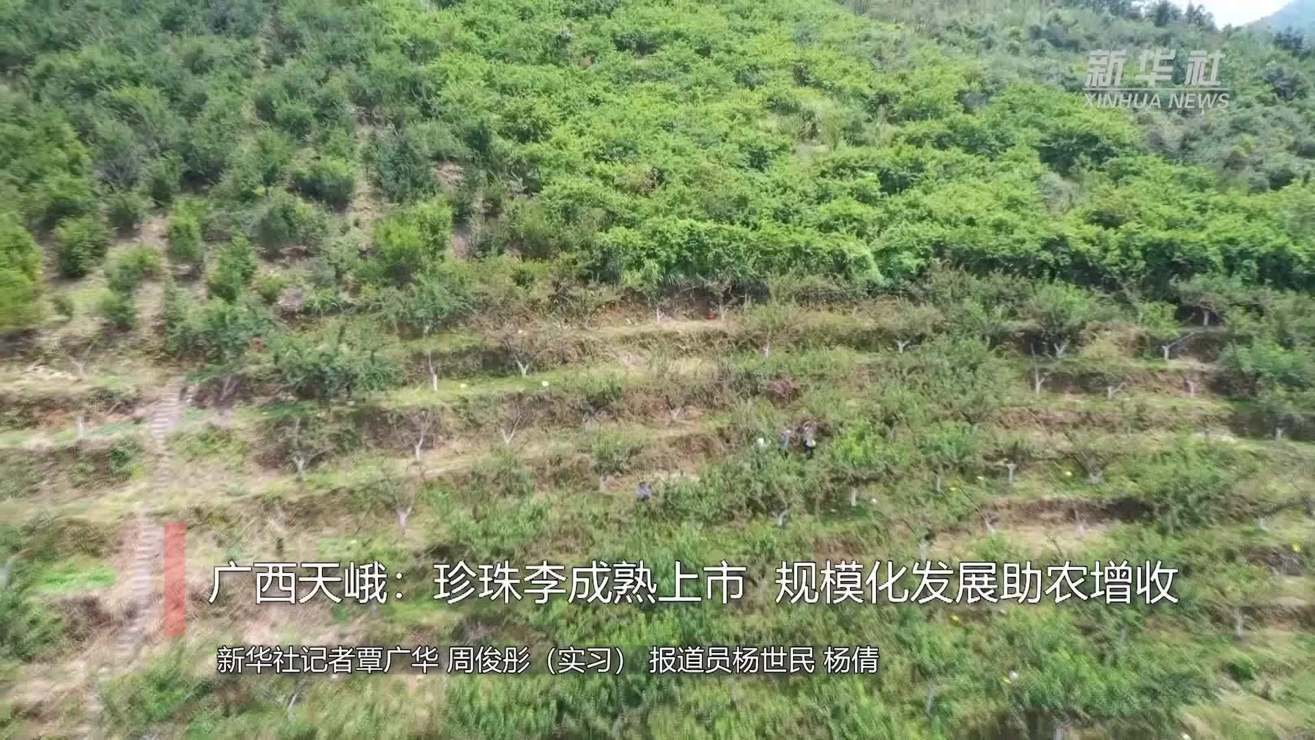 广西天峨：珍珠李成熟上市  规模化发展助农增收