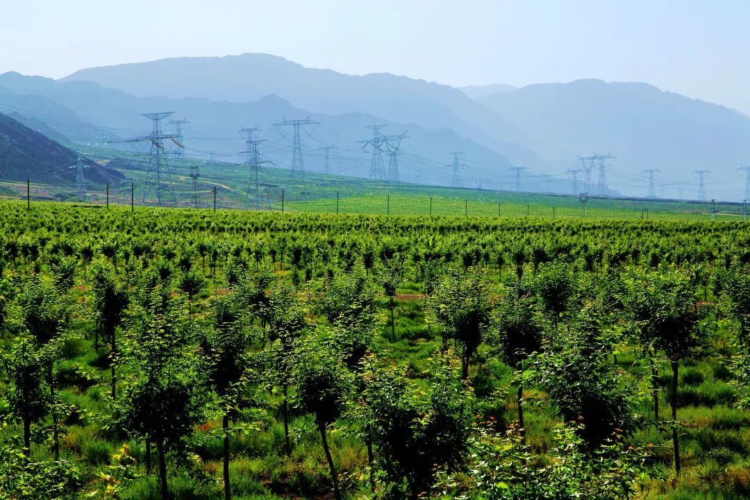 元宝枫国储林基地