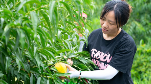 游客在黄桃种植基地采摘黄桃