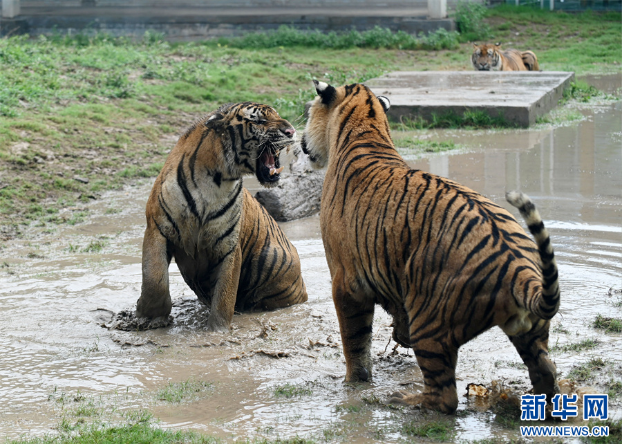 7月30日，河南省沁阳市和生森林动物乐园，“两虎相斗”场景。