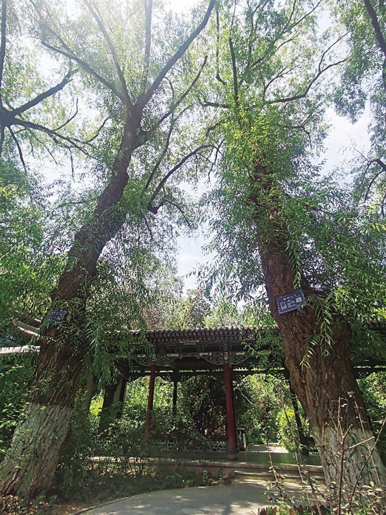 如何保护好古树名木备受关注