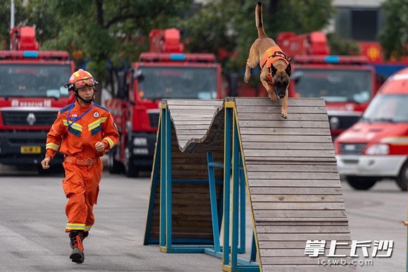 在消防员的指挥下，搜救犬开展障碍攀登项目的比拼。