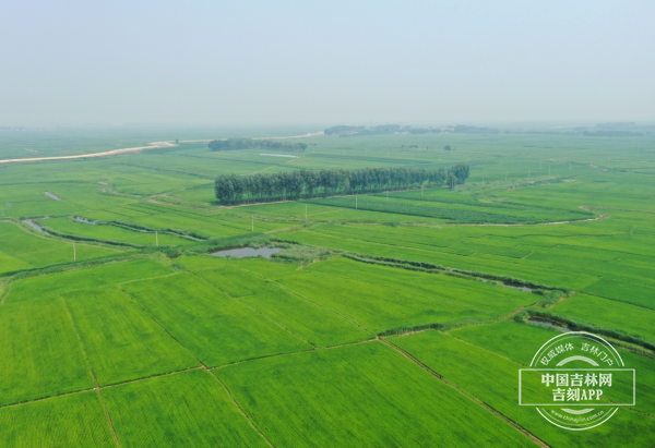 吉林省镇赉县嘎什根乡的水稻田。图片来源：中国吉林网