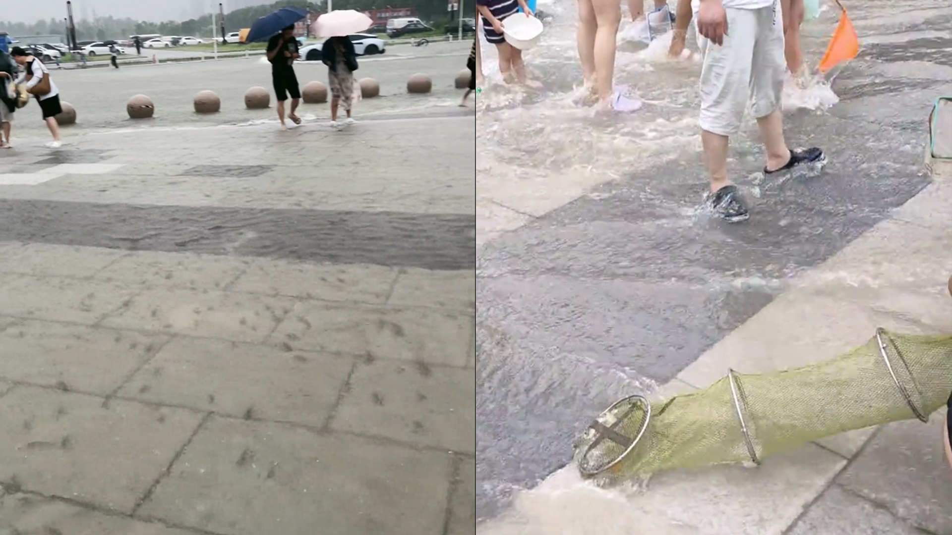 暴雨致景观湖里鱼游到路面，市民纷纷下场抓鱼