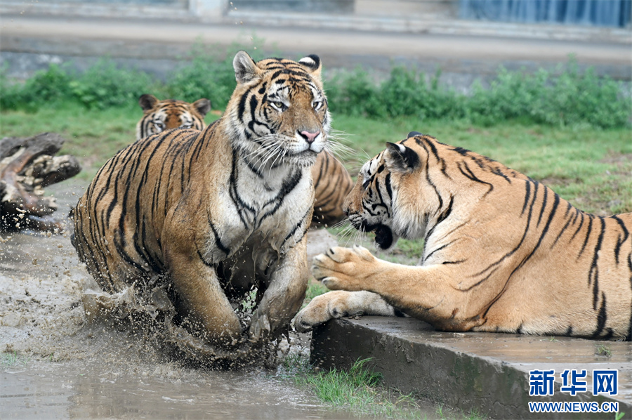 7月30日，河南省沁阳市和生森林动物乐园，“两虎相斗”场景。