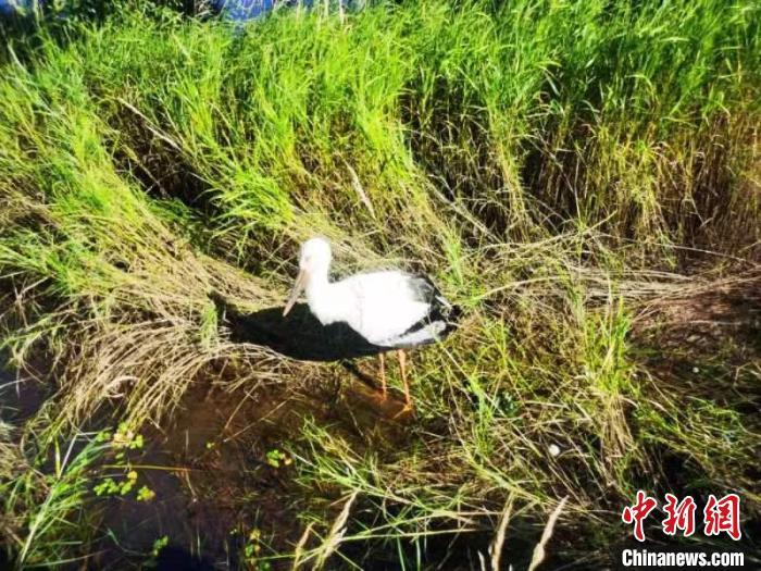 东方白鹳翅膀受伤跌落池塘。葛春雨 摄