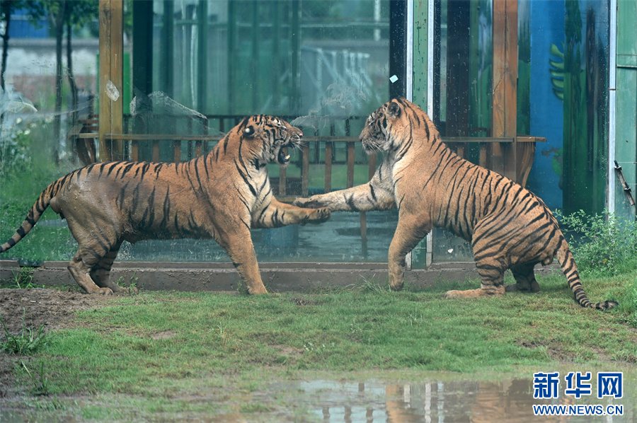 7月30日，河南省沁阳市和生森林动物乐园，“两虎相斗”场景。