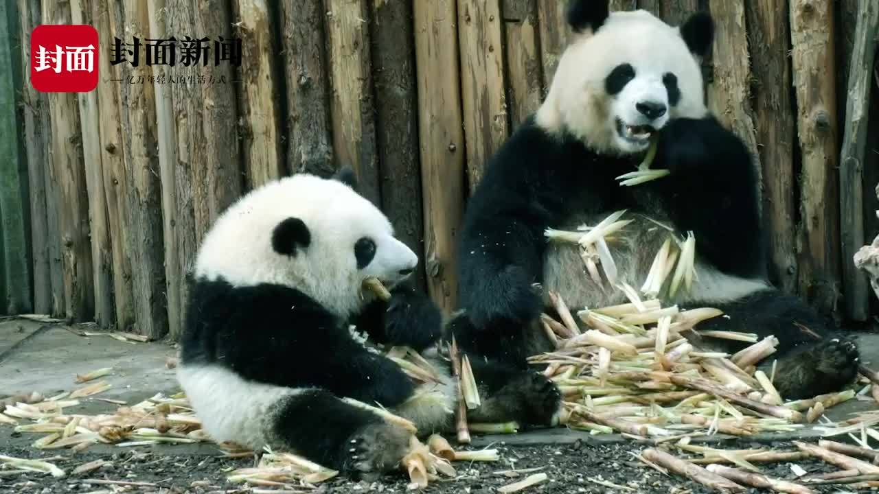 『打开』成都必去网红打卡地｜在成都街头走一走