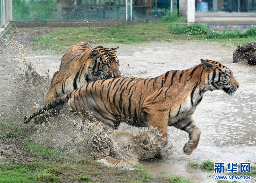 7月30日，河南省沁阳市和生森林动物乐园，两只东北虎在嬉戏。