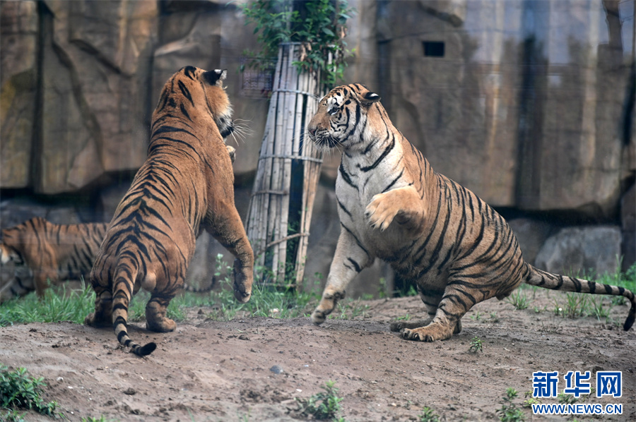 7月30日，河南省沁阳市和生森林动物乐园，两只东北虎在嬉戏。