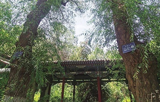 兰州古树名木有多少“后备军”?瞧瞧这份绿色清单凤凰网甘肃_凤凰网
